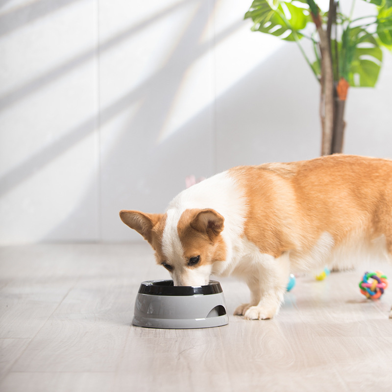 Bols flottants pour chiens et  - Travel Accessories For Dogs avis et prix